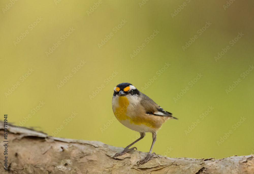 Obraz premium Striated Pardalote (Pardalotus striatus) resting on paper bark branch
