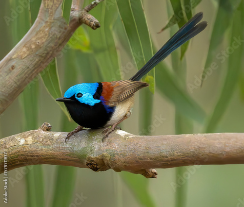  variegated fairy wren (Malurus lamberti) in nature environment