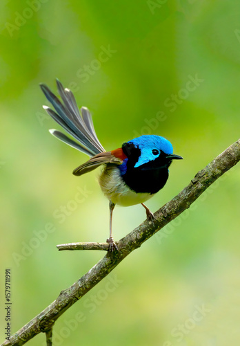 variegated fairywren (Malurus lamberti) in breeding colors.