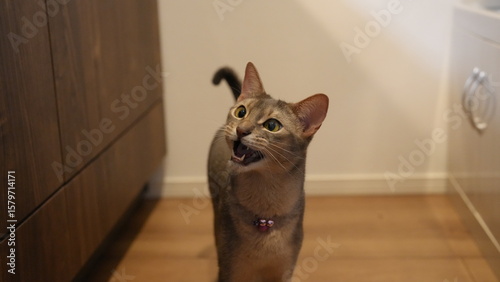 Photos ご飯がほしくて鳴くアビシニアン