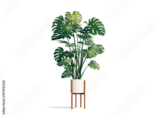 Lush monstera deliciosa plant in a white pot on a wooden stand, Isolated On Transparent Background, Png