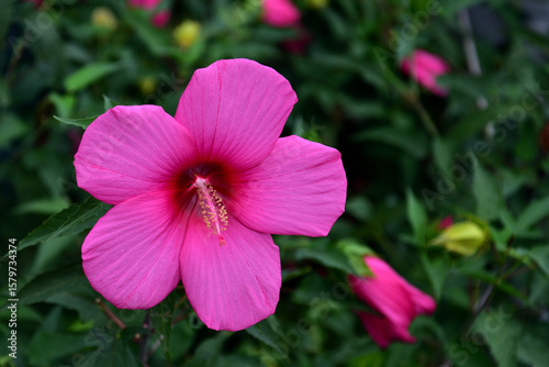 芙蓉の花
