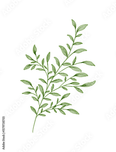 Natural Watercolor Green Leaf Branch, Elegant Botanical Clipart for Design
