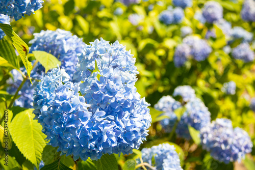 明るい日差しの下の紫陽花
