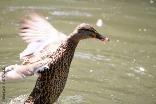 水辺で羽ばたくカモ