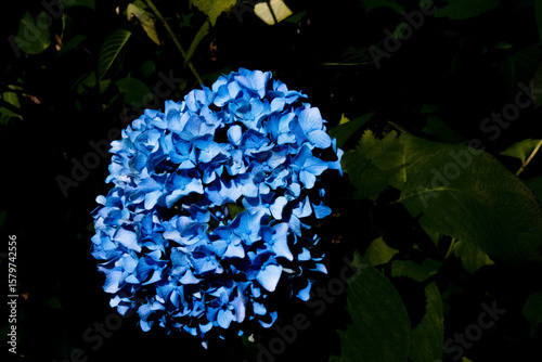 青が際立つ紫陽花