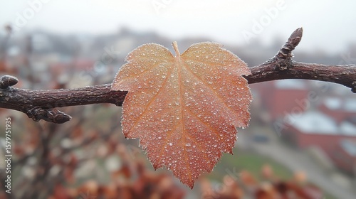 Iced Autumn Leaf Hanging from Branch in a Blurred Urban Background