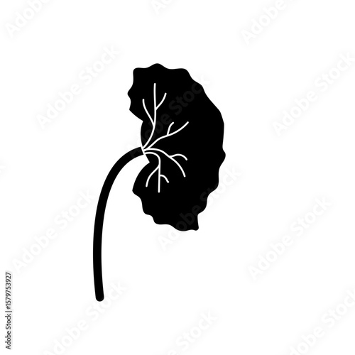 chronic kidney disease