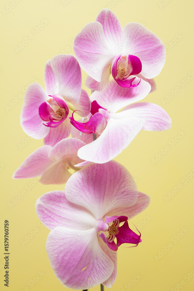orchid orchid