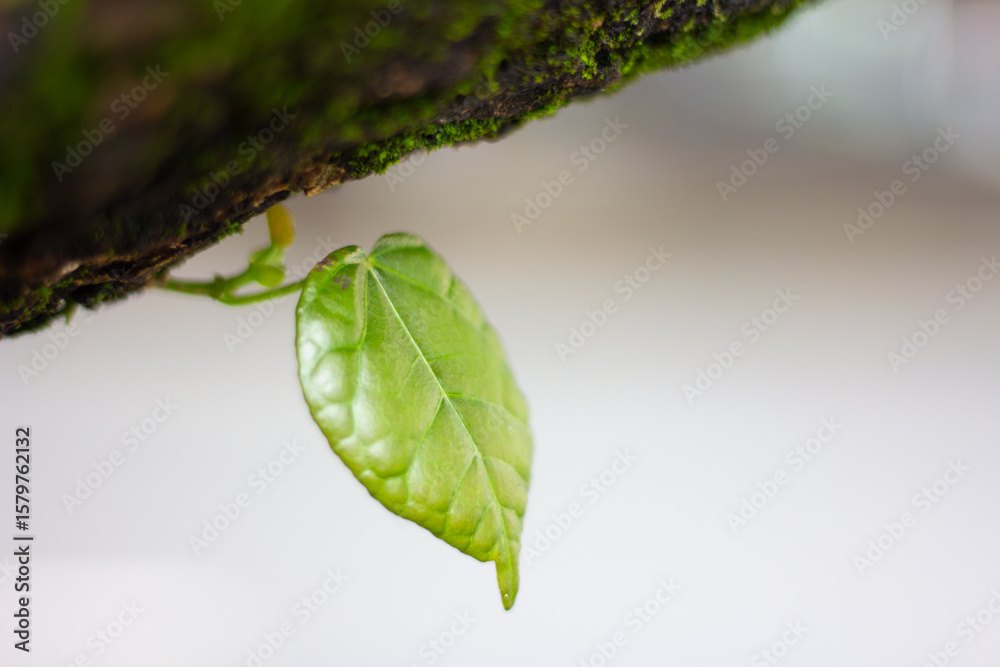 Obraz premium fresh green leaves