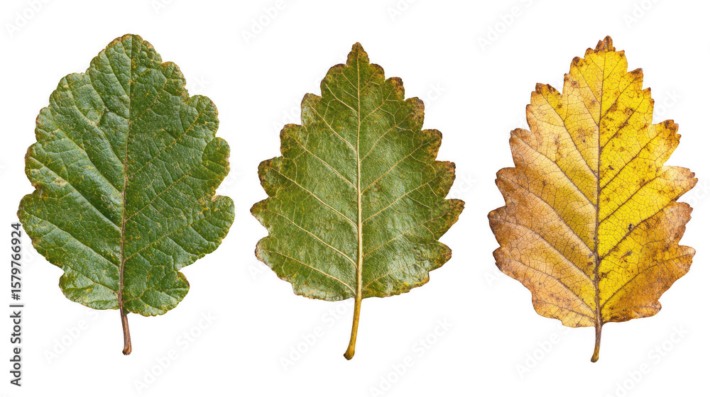 Fototapeta premium Three Leaves Showing Different Seasonal Colors