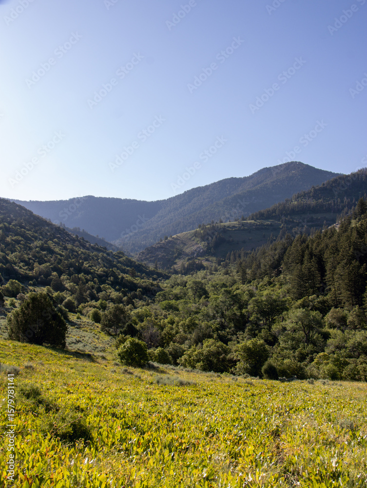 Fototapeta premium Summer Hiking Views of Maple Creek Spring Franklin County Idaho - Southeastern Idaho Travel and Outdoors