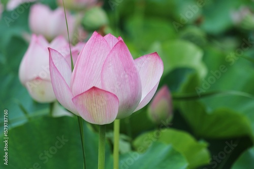 蓮の花　夏の日