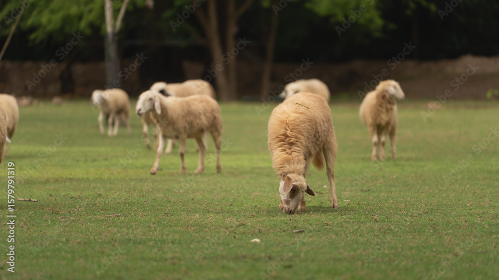 Fototapeta premium Sheep Grazing on Lush Green Grass in a Scenic Pastoral Landscape with Soft Lighting and a Peaceful Rural Setting