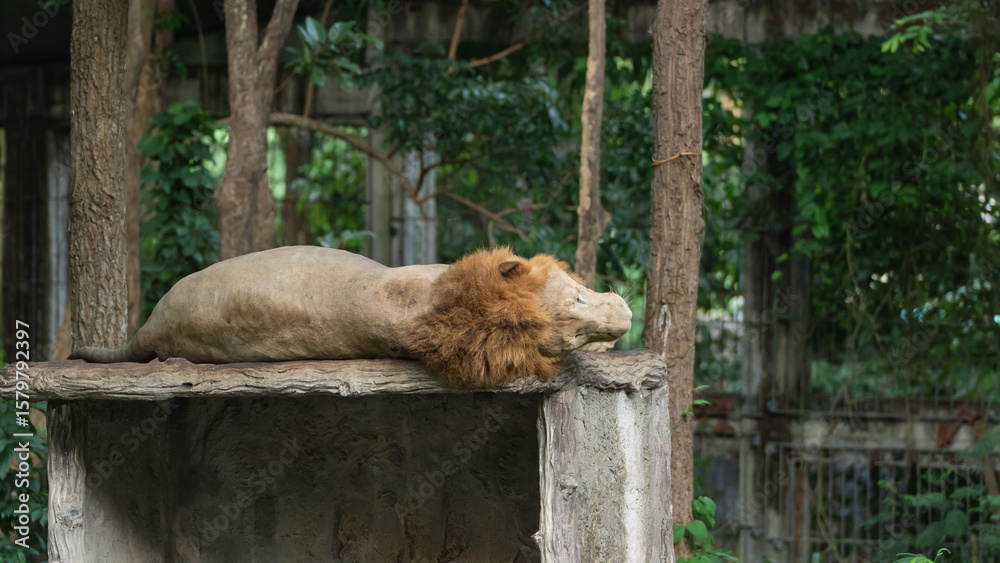 Naklejka premium Lion Resting on a Stone Platform in a Natural Habitat Surrounded by Lush Green Vegetation in a Zoo Environment