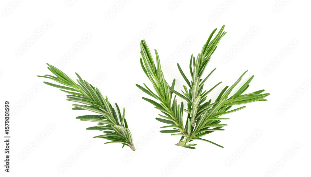 Fototapeta premium Top view of Rosemary isolated on white background