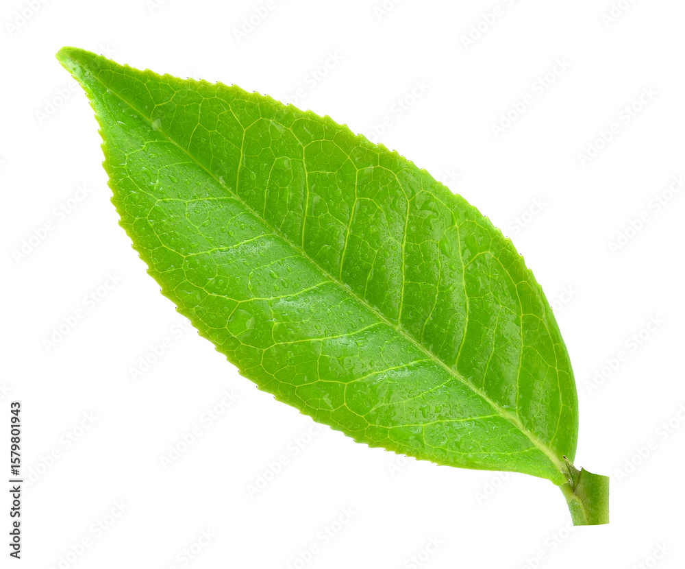 Obraz premium leaves Fresh green tea with drops of water isolated on white