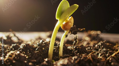 Green seedling sprouting from dark soil under sunlight.  
