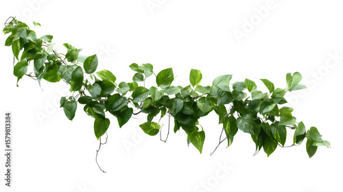 Long vine of trailing pothos