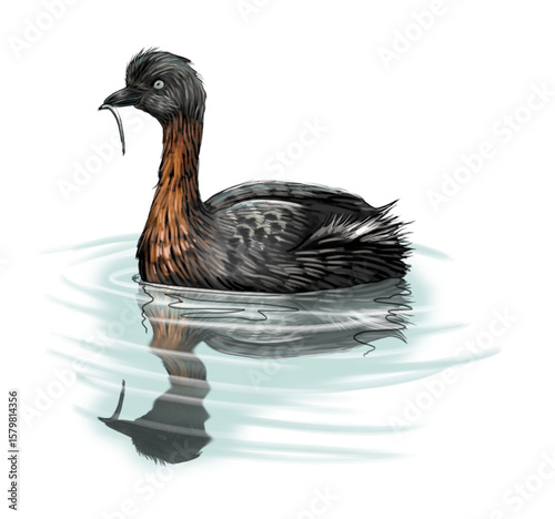 Photos This detailed illustration depicts the dabchick (Poliocephalus rufopectus), also known as the New Zealand grebe or weweia in te reo Māori — a small, freshwater diving bird endemic to Aotearoa