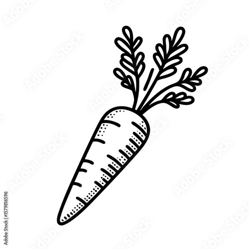 Fresh Carrot Vegetable Line Art  A Simple Illustration