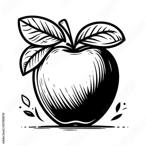 Vintage Apple Illustration  Black and White Fruit Drawing