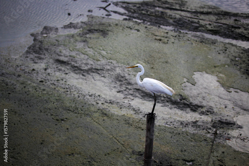 Egret, perched on a tree, mangrove forest, Thailand