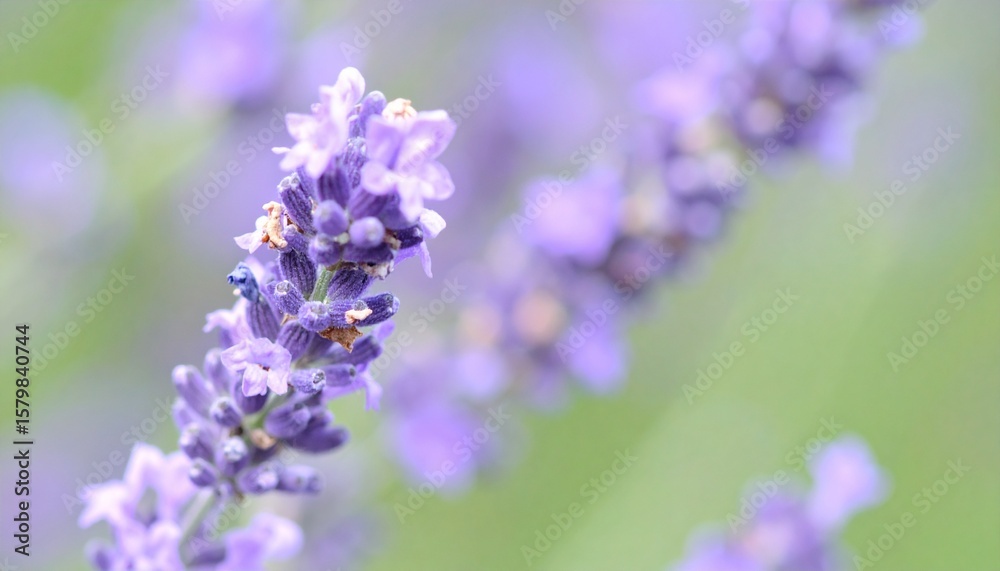 Fototapeta premium 夏の風に優しく揺れる繊細なラベンダーの花をクローズアップ、柔らかな紫色とパステル調の背景が癒しの雰囲気を醸し出す写真