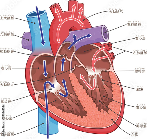 心臓の断面のイラスト Cross section of the heart