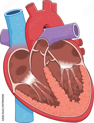 心臓の断面のイラスト Cross section of the heart