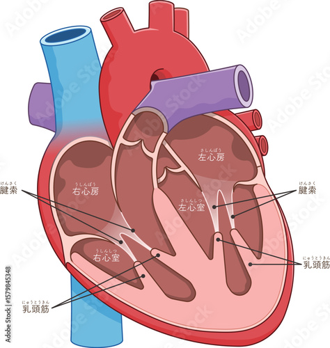 心臓の断面のイラスト Cross section of the heart