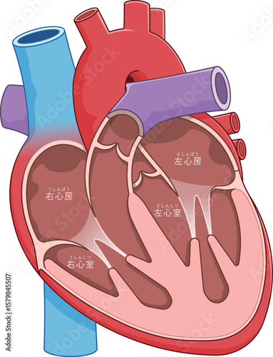 心臓の断面のイラスト Cross section of the heart