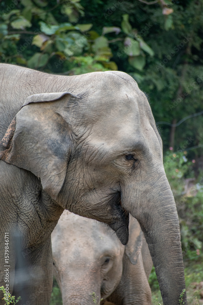 Fototapeta premium Asian elephan, Thailand 