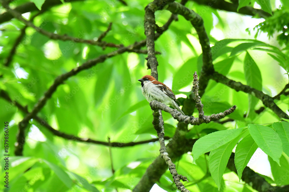 Fototapeta premium 新緑の森のニュウナイスズメ