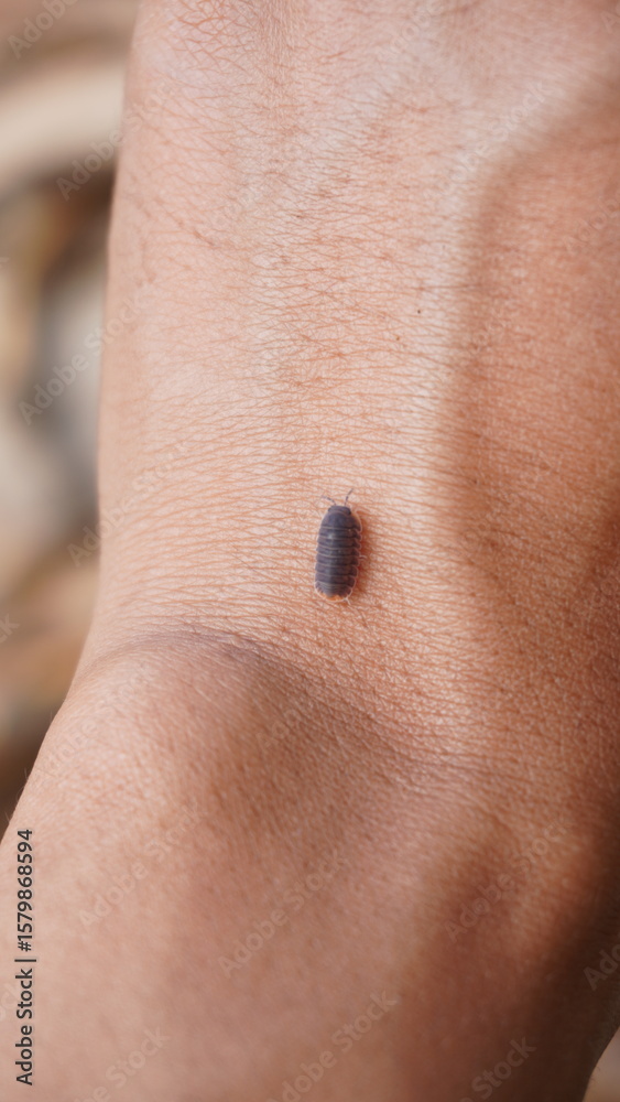 Fototapeta premium woodlice crawling onto human hands