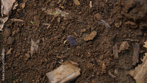 woodlice crawling on the ground