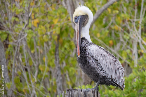 Brown Pelican in the Mangroves During Everglades Airboat Tour, Florida