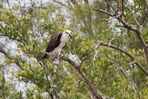 Osprey Perched in the Trees During Everglades Airboat Tour, Florida
