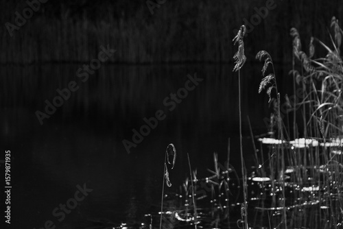  Dark pond and shore grass in black and grey tone. Despair and hopeless concept.