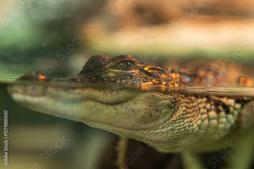 Juvenile Alligator Resting in Water – Close-Up View