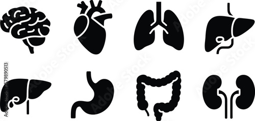 Illustration of human organs including brain heart lungs and other organs