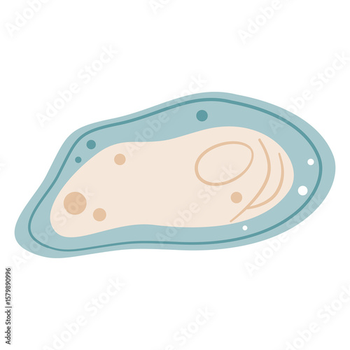 Simple illustration of an open blue mussel showing the meat inside, perfect for seafood and gourmet food themes.