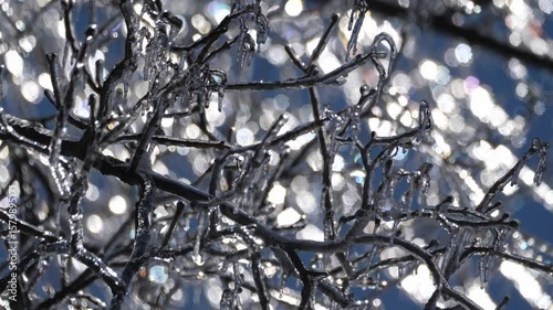 Ice 0133 Trees Winter Storm