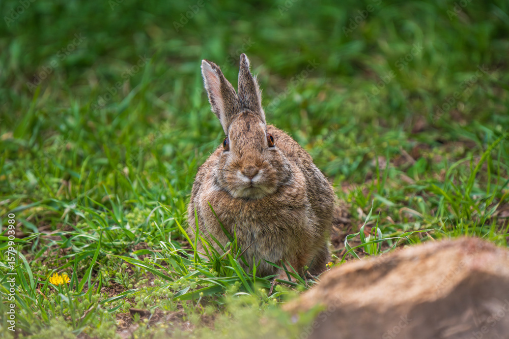 Wild rabbit front view with big eyes Wild rabbit front view with big eyes