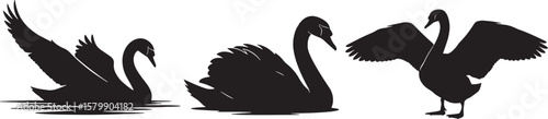 Silhouetted Black Swans in Various Poses Elegant Birds with Wings Spread.