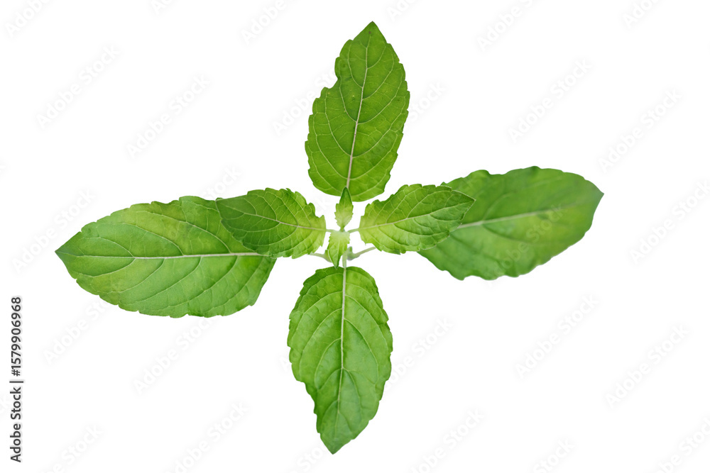 Obraz premium holy basil or Basil on white background