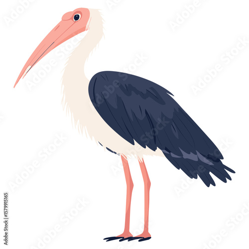 Vector illustration of Marabou Stork stork bird art vector