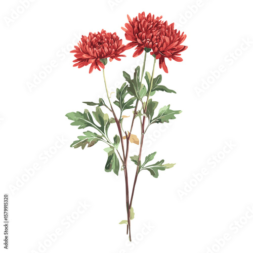 Chrysanthemum clip art flower chrysanthemum illustration vector