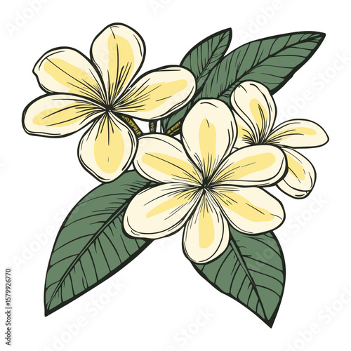 Yellow and white frangipani flowers with green leaves leaf illustration drawing vector