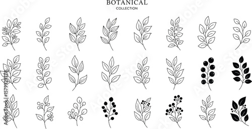Botanical line art leaves and berries vector illustration for wedding invitation and logo design element